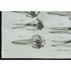 1836 - Crânes de dauphins 