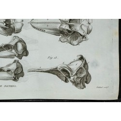 1836 - Crânes de dauphins 