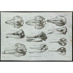 1836 - Crânes de dauphins 