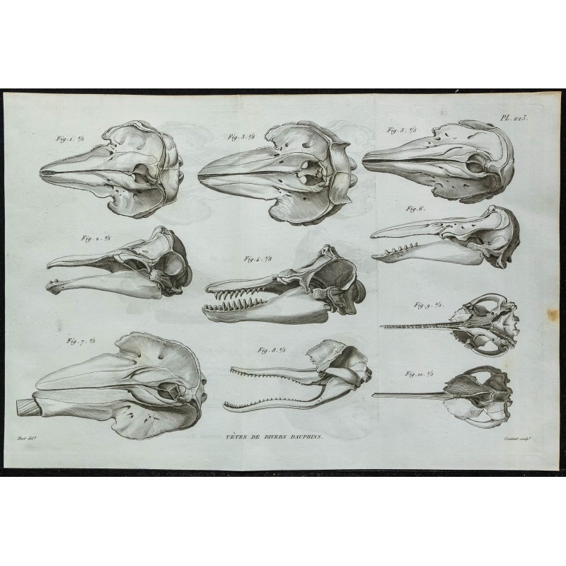 1836 - Crânes de dauphins 