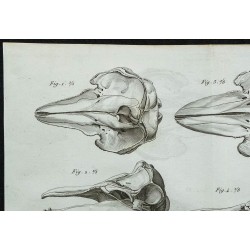 1836 - Crânes de dauphins 