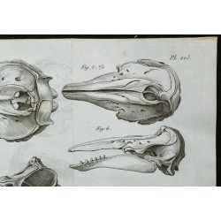 1836 - Crânes de dauphins 