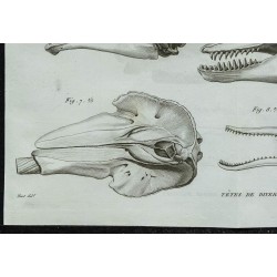 1836 - Crânes de dauphins 