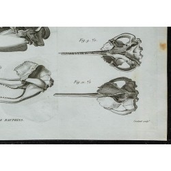 1836 - Crânes de dauphins 