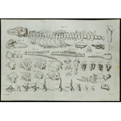 1836 - Squelette et mâchoires de dauphins fossiles 