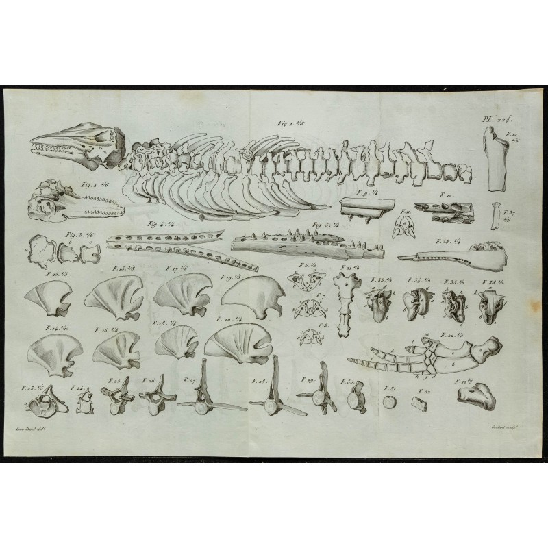 1836 - Squelette et mâchoires de dauphins fossiles 1836 - Squelette et mâchoires de dauphins fossiles