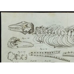 1836 - Squelette et mâchoires de dauphins fossiles 