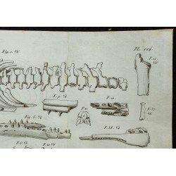 1836 - Squelette et mâchoires de dauphins fossiles 