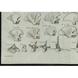 1836 - Squelette et mâchoires de dauphins fossiles 