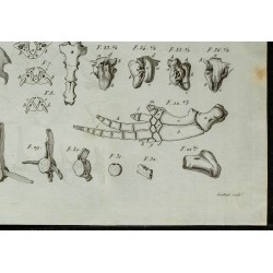 1836 - Squelette et mâchoires de dauphins fossiles 