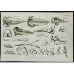 1836 - Têtes osseuses et mâchoires de cachalots 