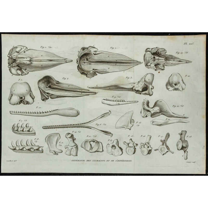 1836 - Têtes osseuses et mâchoires de cachalots 1836 - Têtes osseuses et mâchoires de cachalots