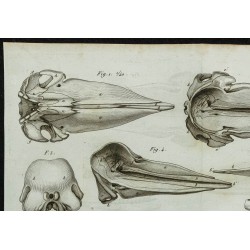 1836 - Têtes osseuses et mâchoires de cachalots 