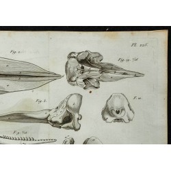 1836 - Têtes osseuses et mâchoires de cachalots 