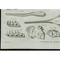 1836 - Têtes osseuses et mâchoires de cachalots 