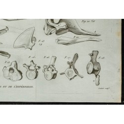1836 - Têtes osseuses et mâchoires de cachalots 