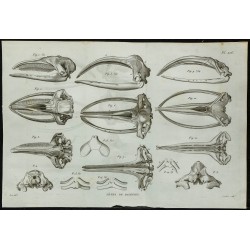 1836 - Crânes de baleines 