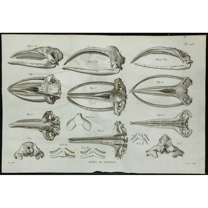1836 - Crânes de baleines 1836 - Crânes de baleines