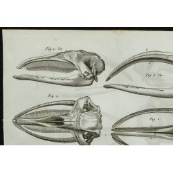 1836 - Crânes de baleines 