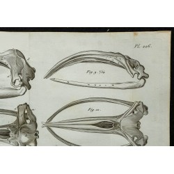 1836 - Crânes de baleines 
