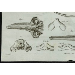 1836 - Crânes de baleines 