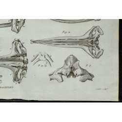 1836 - Crânes de baleines 