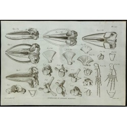 1836 - Crânes et squelettes de rorquals 