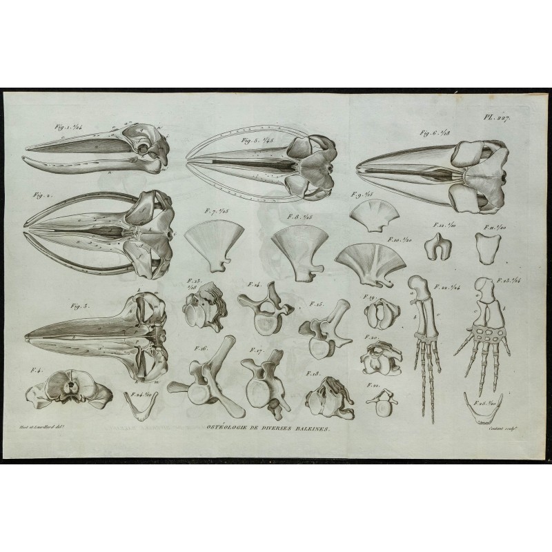 1836 - Crânes et squelettes de rorquals 1836 - Crânes et squelettes de rorquals