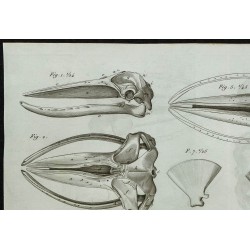 1836 - Crânes et squelettes de rorquals 