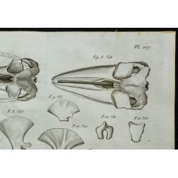 1836 - Crânes et squelettes de rorquals 
