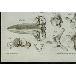 1836 - Crânes et squelettes de rorquals 