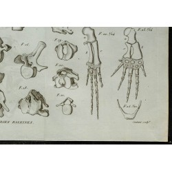 1836 - Crânes et squelettes de rorquals 