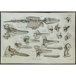 1836 - Squelette de rorqual et crânes de Ziphius 