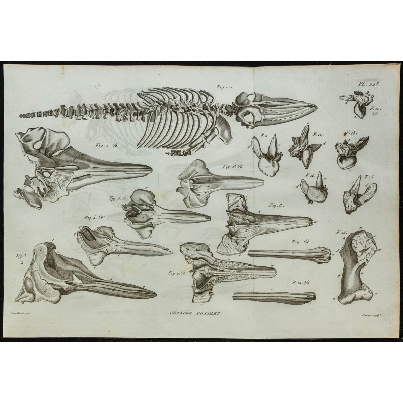 1836 - Squelette de rorqual et crânes de Ziphius 1836 - Squelette de rorqual et crânes de Ziphius