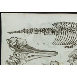 1836 - Squelette de rorqual et crânes de Ziphius 