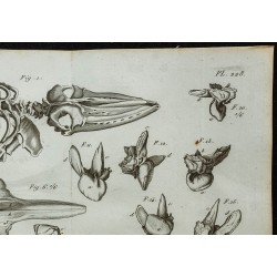 1836 - Squelette de rorqual et crânes de Ziphius 