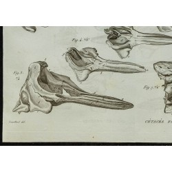 1836 - Squelette de rorqual et crânes de Ziphius 