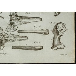 1836 - Squelette de rorqual et crânes de Ziphius 