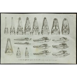 1836 - Crânes et museaux de crocodiles 
