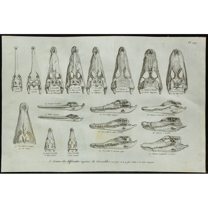 1836 - Crânes et museaux de crocodiles 1836 - Crânes et museaux de crocodiles