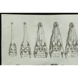 1836 - Crânes et museaux de crocodiles 