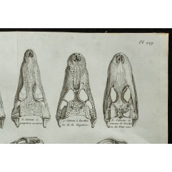 1836 - Crânes et museaux de crocodiles 