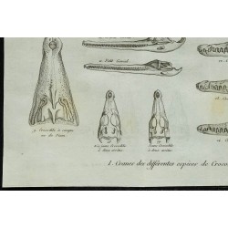 1836 - Crânes et museaux de crocodiles 