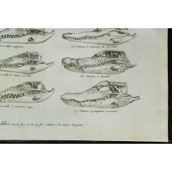1836 - Crânes et museaux de crocodiles 