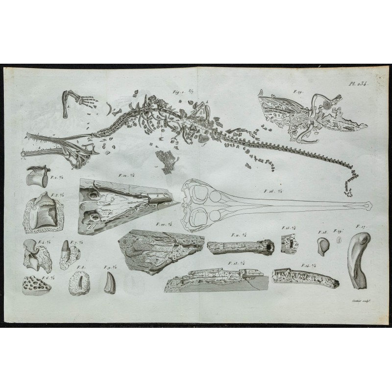 1836 - Squelettes et crânes de gavials 1836 - Squelettes et crânes de gavials