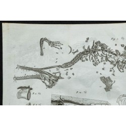 1836 - Squelettes et crânes de gavials 