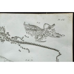1836 - Squelettes et crânes de gavials 