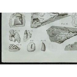 1836 - Squelettes et crânes de gavials 