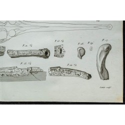 1836 - Squelettes et crânes de gavials 