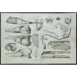 1836 - Crânes et mâchoires de crocodiles fossiles 